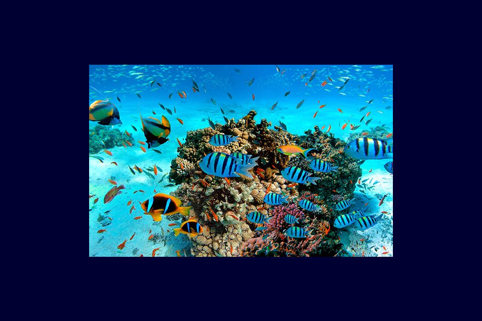 Read Sea Cruises - Black Friday vacation deals | MSC Cruises Read Sea Cruises - Black Friday vacation deals | MSC Cruises