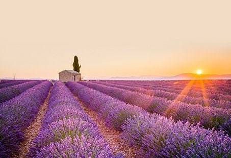 Lavender fields at sunset with a stone house in Provence | MSC Cruises Lavender fields at sunset with a stone house in Provence | MSC Cruises