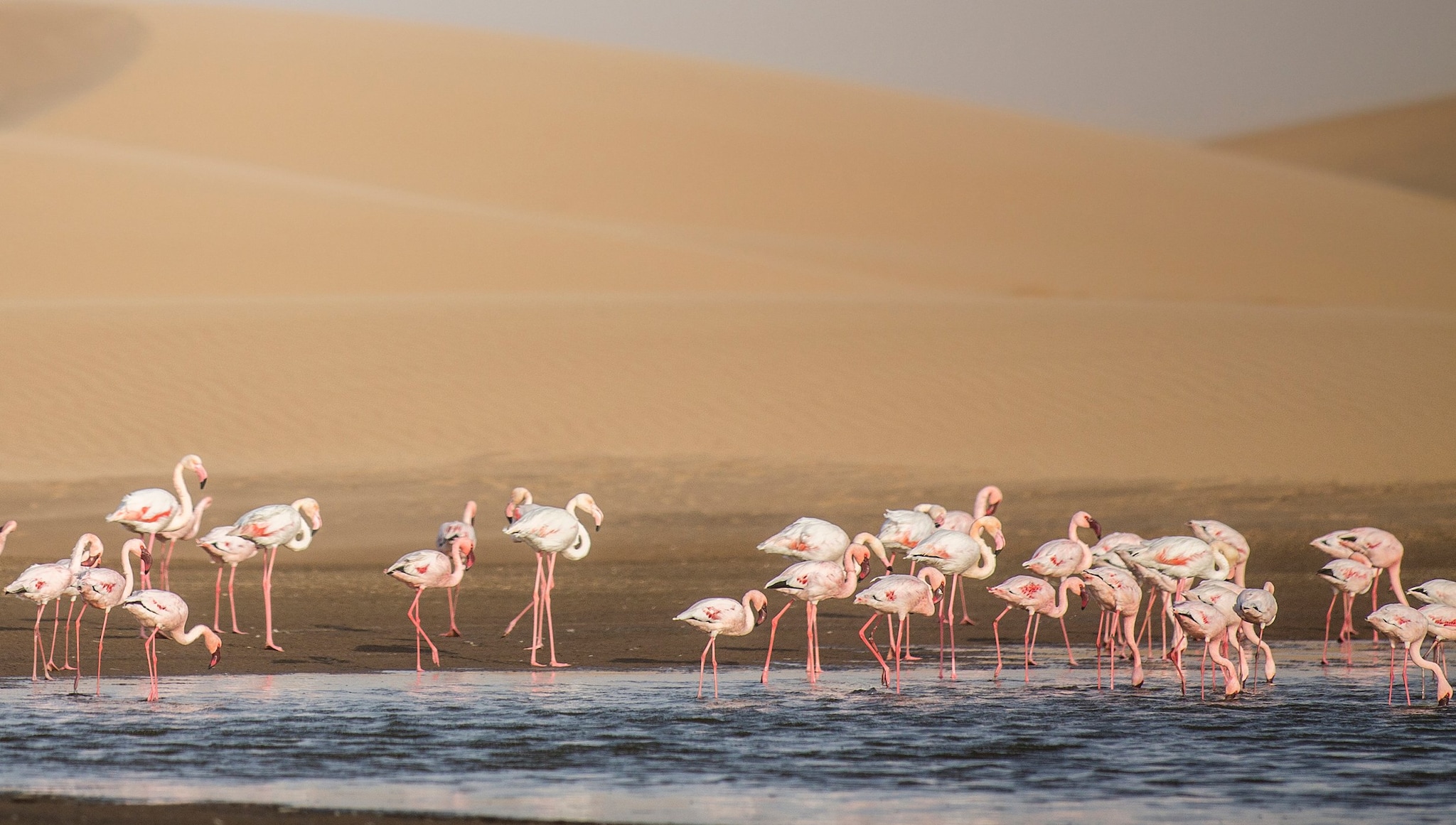Walvis Bay Cruise Walvis Bay Cruise