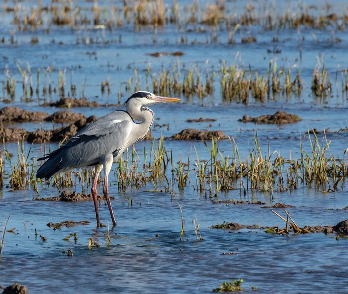 Valencia tours, Albufera | MSC Cruceros