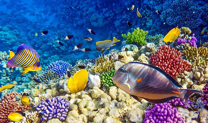 Mar Rojo | MSC Cruceros